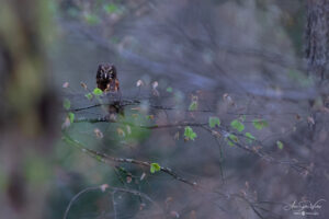 The curious one (Young Boreal Owl)