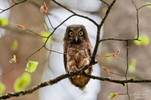 Intense gaze (Young Boreal Owl)