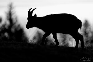 Alpine Shade (Alpine Ibex)