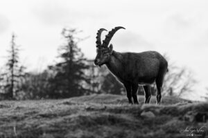 The ridge-king in chiaroscuro (Ibex)