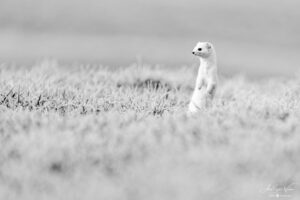 White as a snow-kept secret (Stoat)