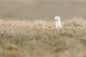 Looking for snow ? (Stoat)
