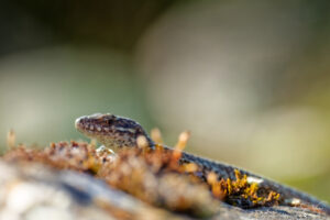 Close to the Common Wall Lizard