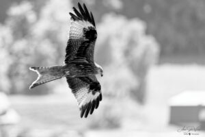 Detailed plumage (Red Kite)