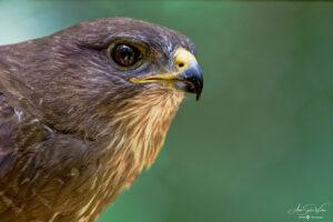 Portrait of the Common Buzzard