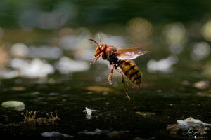 European Hornet flying away
