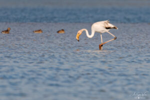 Young Great Flamingo