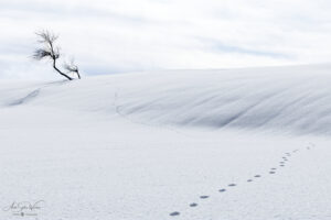 Fox path in the pristine snow