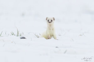The cutest hunter in the fields (Stoat)