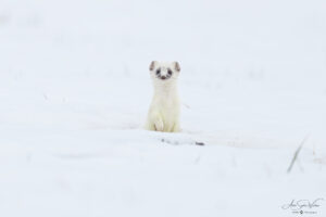 Cuteness portrait (Stoat)