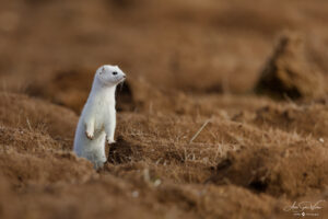 White beauty (Stoat)