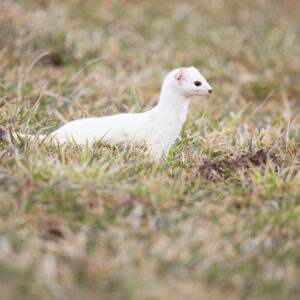 Unlimited Print - Stoat 1