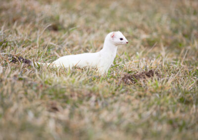 Unlimited Print - Stoat 1