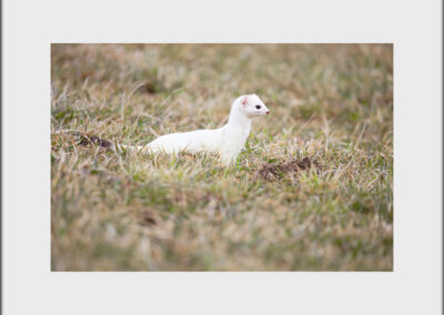 Unlimited Print - Stoat 1