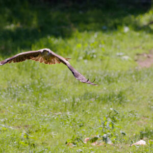 Unlimited Print - Black Kite 1