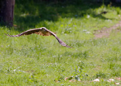 Unlimited Print - Black Kite 1