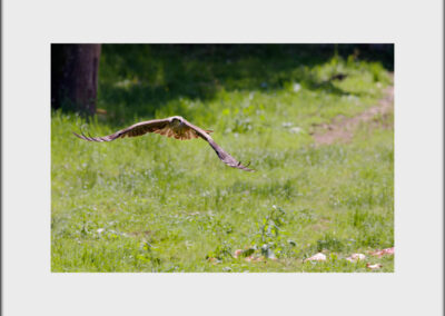 Unlimited Print - Black Kite 1