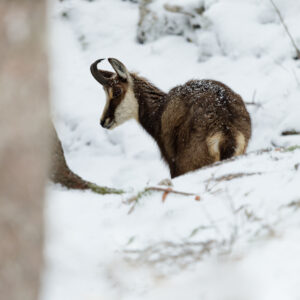 Unlimited Print - Chamois 1