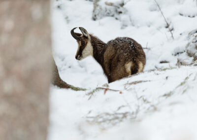 Unlimited Print - Chamois 1