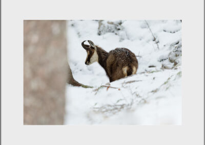 Unlimited Print - Chamois 1