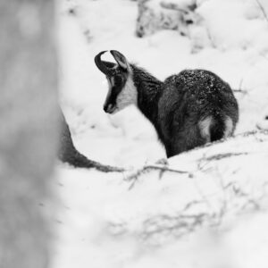 Black & White Unlimited Print - Chamois 1