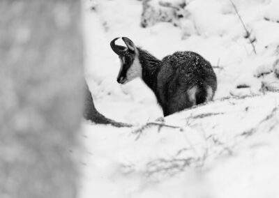 Black & White Unlimited Print - Chamois 1