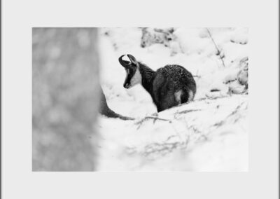 Black & White Unlimited Print - Chamois 1
