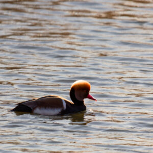 Unlimited Print - Red-crested Pochard 1