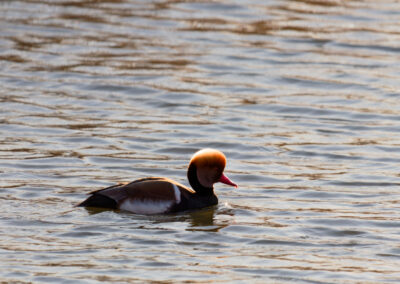 Tirage illimité - Nette rousse 1