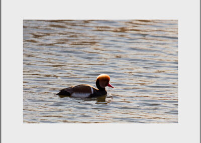 Tirage illimité - Nette rousse 1