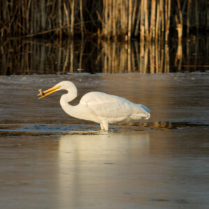 Unlimited Print - Egret 1