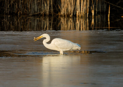 Unlimited Print - Egret 1