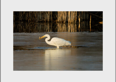 Unlimited Print - Egret 1