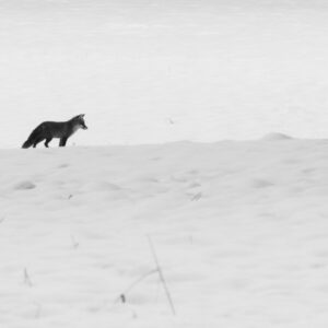 Black & White Unlimited Print - Fox 1