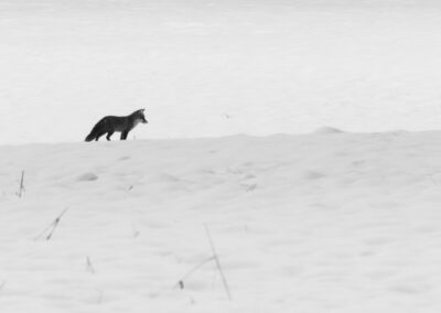 Black & White Unlimited Print - Fox 1