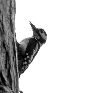 Black & White Unlimited Print - Woodpecker 1
