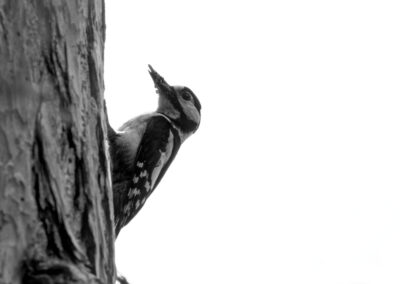 Black & White Unlimited Print - Woodpecker 1