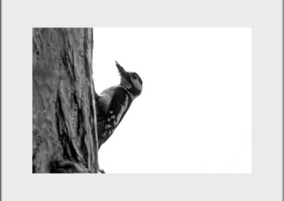 Black & White Unlimited Print - Woodpecker 1