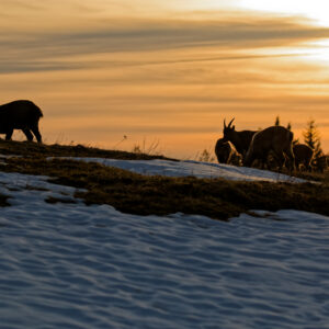 Unlimited Print - Alpine Ibex 1