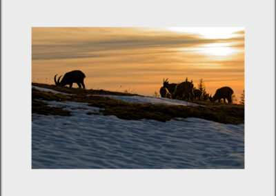 Unlimited Print - Alpine Ibex 1