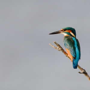 Unlimited Print - Kingfisher 1