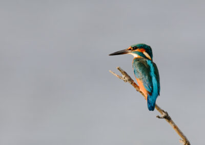 Unlimited Print - Kingfisher 1