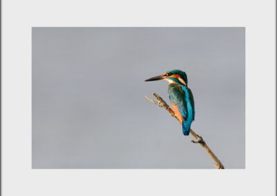 Unlimited Print - Kingfisher 1