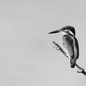 Black & White Unlimited Print - Kingfisher 1