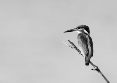 Tirage illimité noir et blanc - Martin-pêcheur 1
