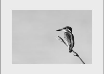 Tirage illimité noir et blanc - Martin-pêcheur 1