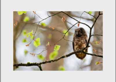 Unlimited Print - Boreal Owl 1