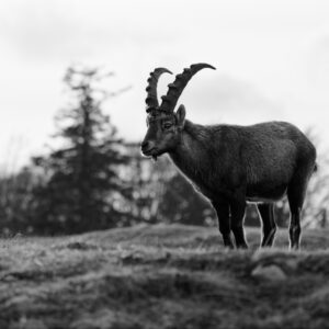 Black & White Unlimited Print - Ibex 1