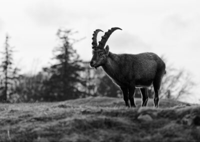 Black & White Unlimited Print - Ibex 1