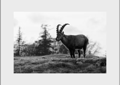 Black & White Unlimited Print - Ibex 1